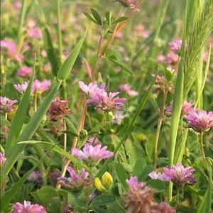 Meet your Posher, Dylan